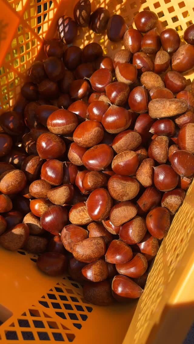どんぐり　３Ｌ　10キロ　無農薬生栗 楽天市場】栗 茨城県 生栗 くり クリ 送料無料 菊地さんちの 無